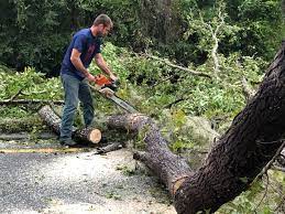 Best Palm Tree Trimming  in East Freehold, NJ