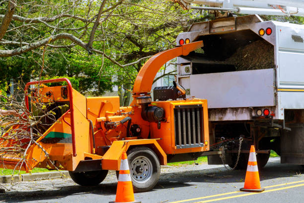 Best Lot and Land Clearing  in East Freehold, NJ