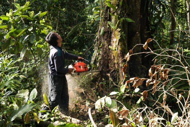 Best Emergency Tree Removal  in East Freehold, NJ