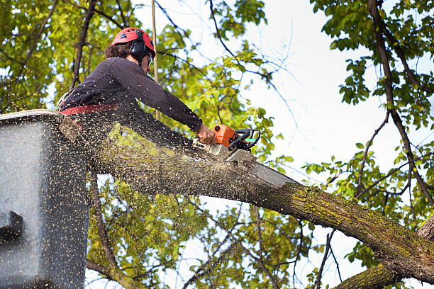 Best Tree Health Inspection  in East Freehold, NJ